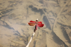 Neurothemis ramburii