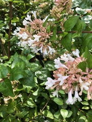 Bombus pensylvanicus