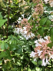 Bombus pensylvanicus