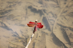 Neurothemis ramburii