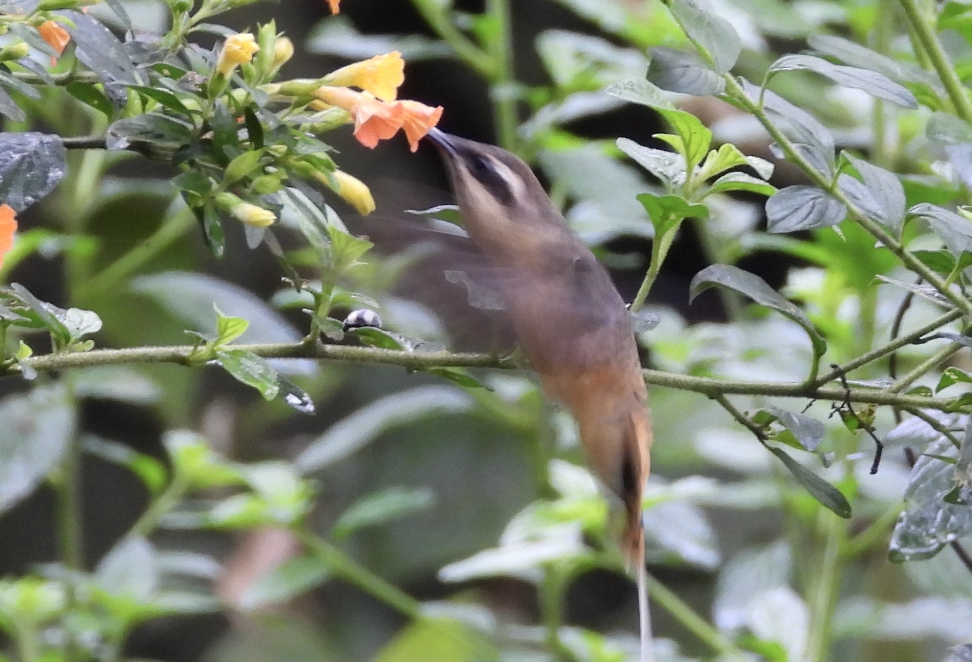 Tawny-bellied Hermit (Phaethornis syrmatophorus), photo 5