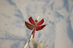 Neurothemis ramburii