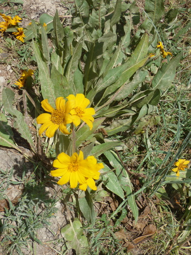 Image of Wyethia arizonica by (c) Julien Tchilinguirian, some rights reserved (CC BY)