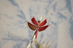 Neurothemis ramburii