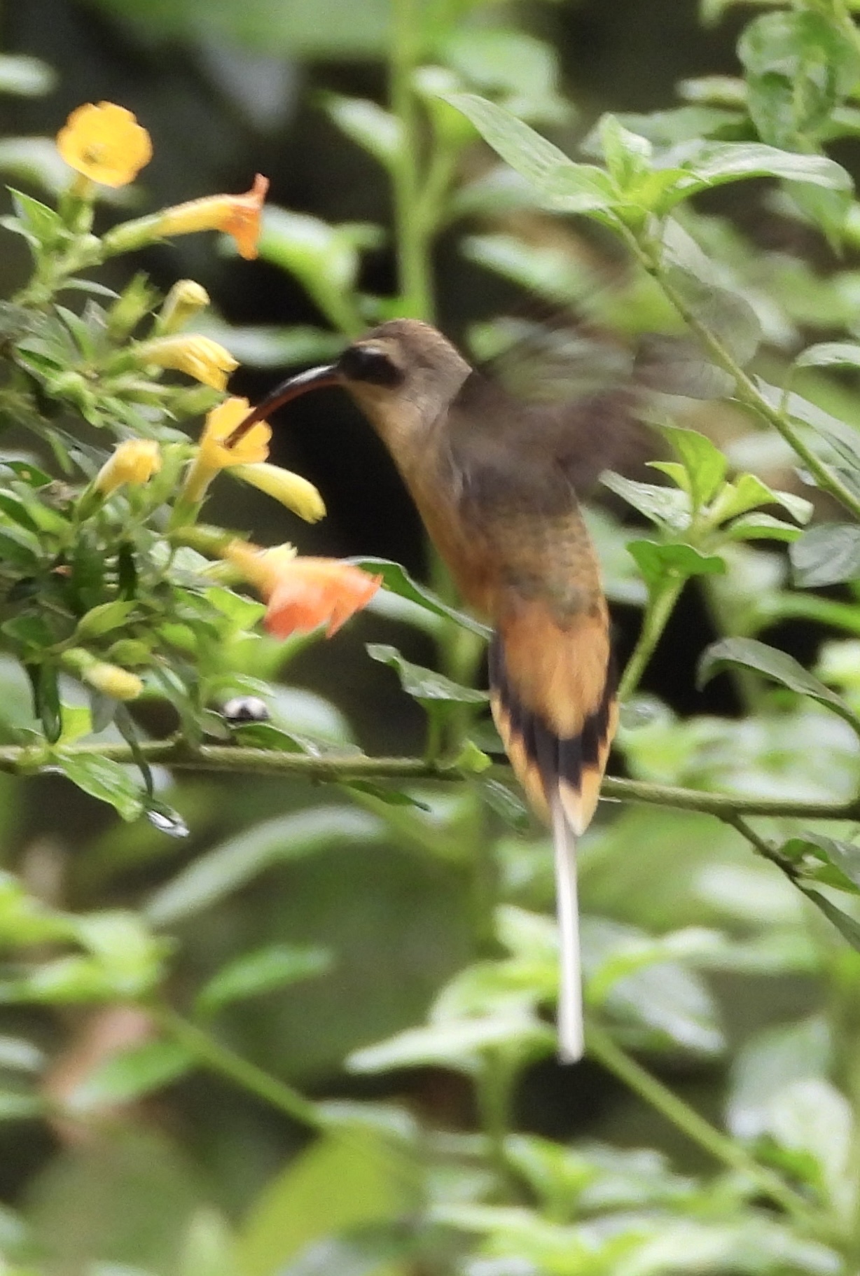 Tawny-bellied Hermit (Phaethornis syrmatophorus), photo 6