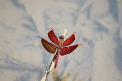 Neurothemis ramburii