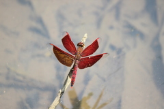 Neurothemis ramburii
