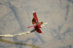 Neurothemis ramburii