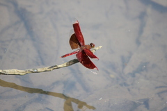Neurothemis ramburii
