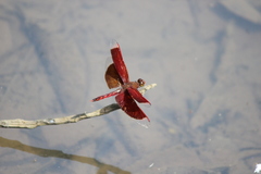 Neurothemis ramburii