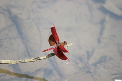 Neurothemis ramburii