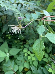 Clematis viorna