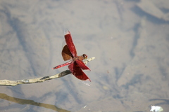 Neurothemis ramburii