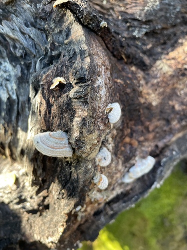iNaturalist observation photo of Shelf Fungi