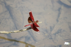 Neurothemis ramburii