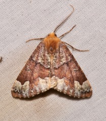 Caripeta pulcherrima