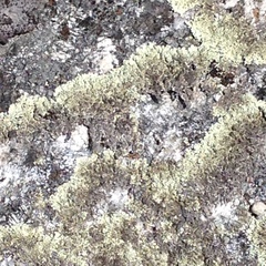 Arctoparmelia centrifuga