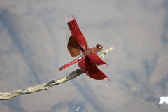 Neurothemis ramburii