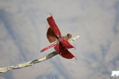 Neurothemis ramburii