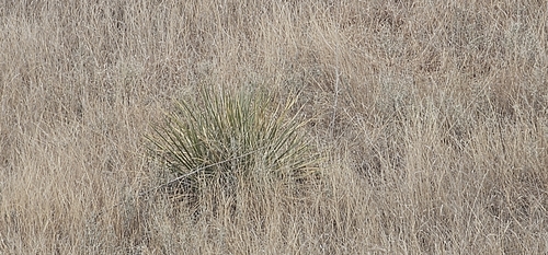 Great Plains yucca