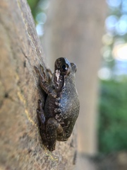 Hyla japonica