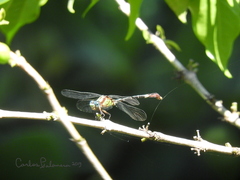 Erpetogomphus