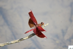 Neurothemis ramburii