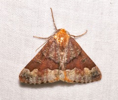 Caripeta pulcherrima