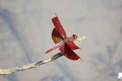 Neurothemis ramburii