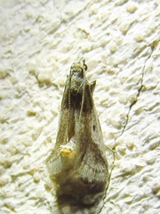 Alpheioides parvulalis