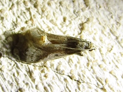 Alpheioides parvulalis