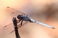 Orthetrum icteromelas