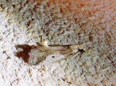 Alpheioides parvulalis