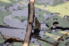Doleschallia bisaltide