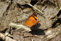 Doleschallia bisaltide