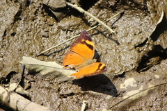 Doleschallia bisaltide