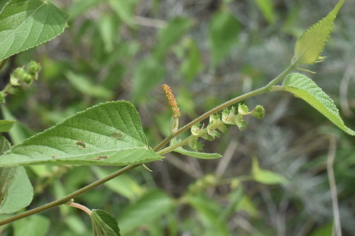 Acalypha papillosa