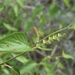 Acalypha papillosa - Photo (c) Joey Santore, μερικά δικαιώματα διατηρούνται (CC BY-NC), uploaded by Joey Santore