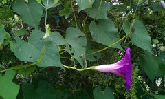 Ipomoea orizabensis