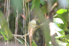 Pycnonotus simplex prillwitzi