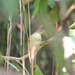 Pycnonotus simplex prillwitzi - Photo (c) Steven Kurniawidjaja,  זכויות יוצרים חלקיות (CC BY-NC), הועלה על ידי Steven Kurniawidjaja