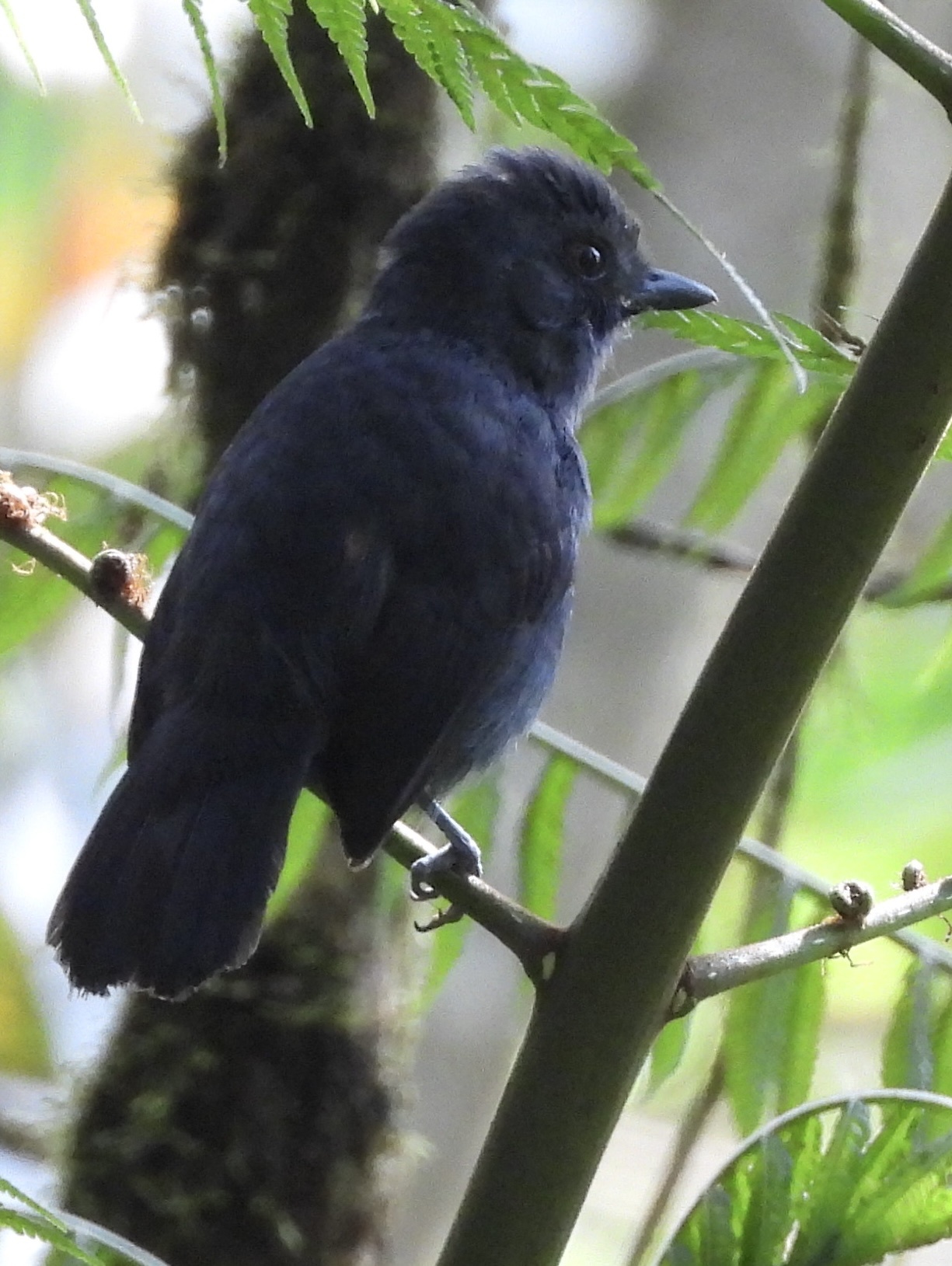 Uniform Antshrike (Thamnophilus unicolor), photo 1