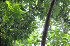 Alophoixus bres bres