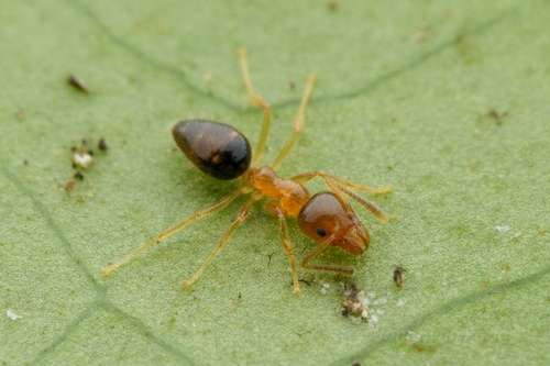 Technomyrmex convexifronsTechnomyrmex convexifrons