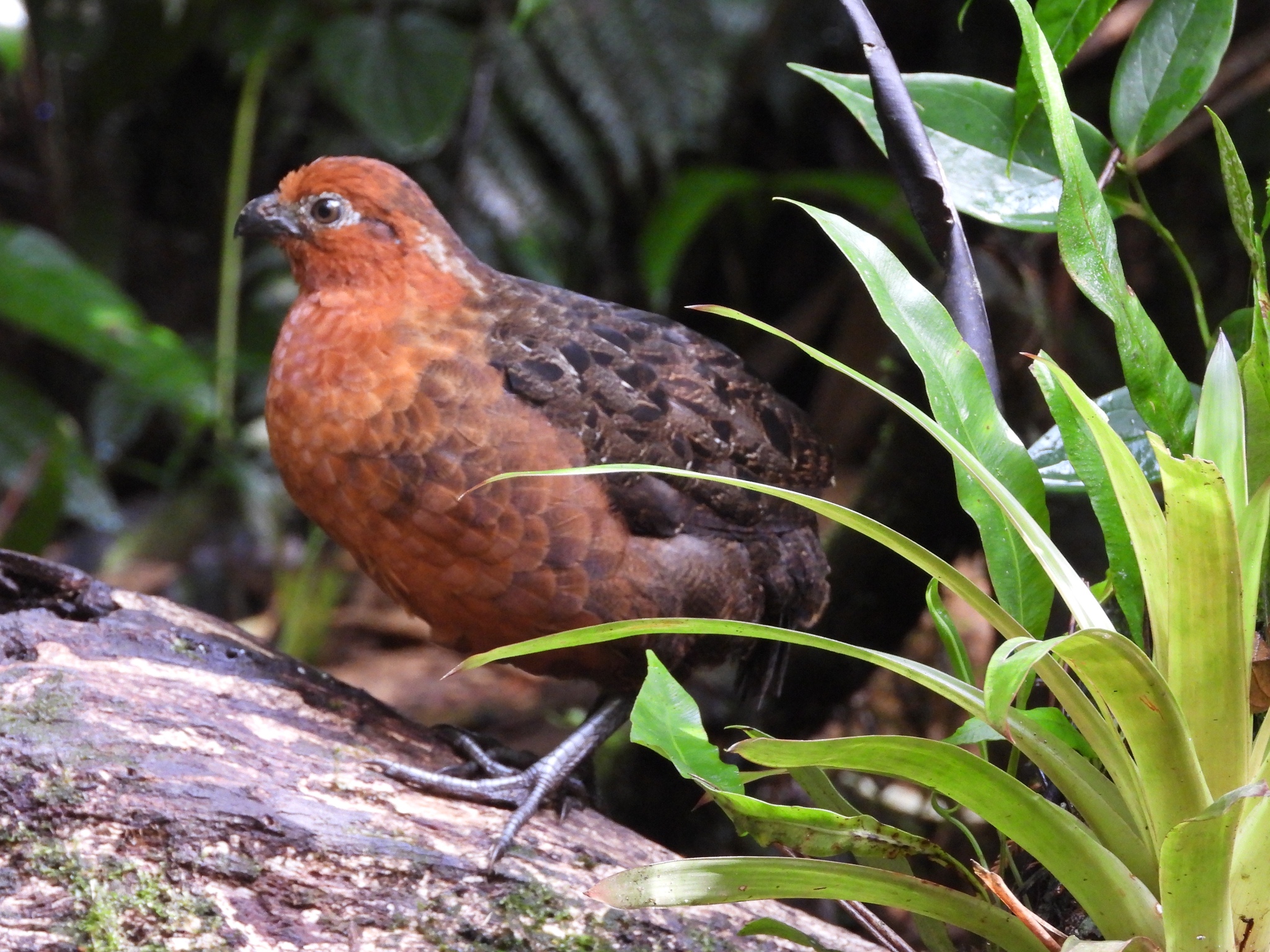 Chestnut Wood Quail (Odontophorus hyperythrus), photo 6