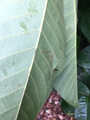 Caryomyia subulata