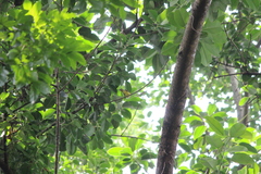 Alophoixus bres bres