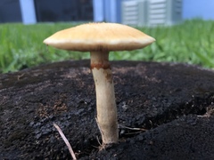 Gymnopilus