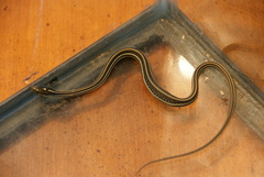 Thamnophis proximus orarius