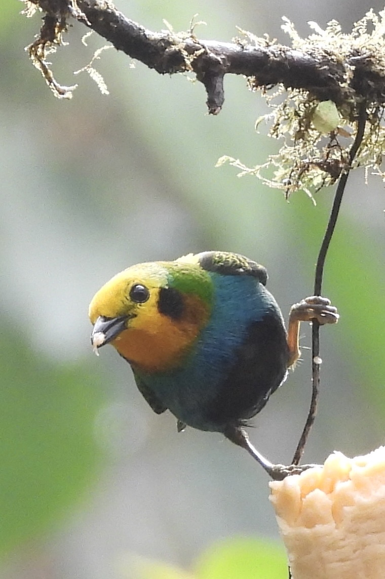 Multicolored Tanager (Chlorochrysa nitidissima), photo 6